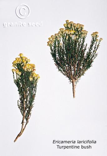 Ericameria laricifolia