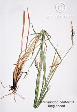 Heteropogon contortus