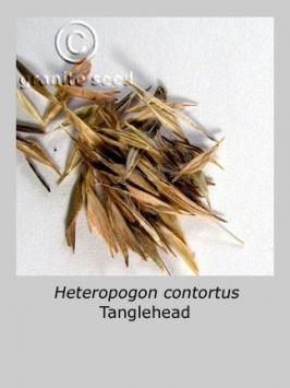 heteropogon  contortus  product gallery #2