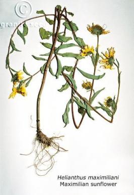 Helianthus maximiliani