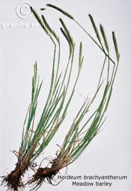 hordeum  brachyantherum  product gallery #2