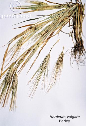 hordeum  vulgare  product gallery #1