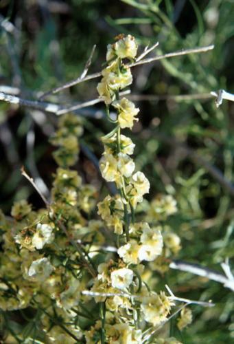 Hymenoclea salsola