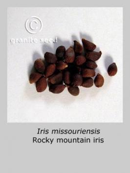 iris  missouriensis  product gallery #2