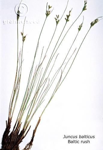 Juncus balticus