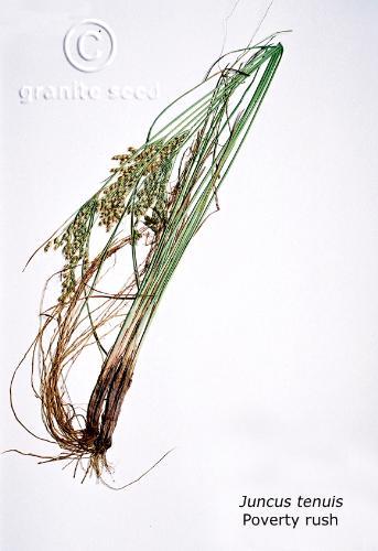 Juncus tenuis