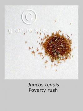 juncus  tenuis  product gallery #2