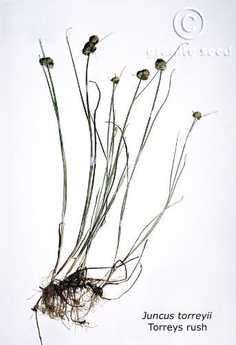 juncus  torreyi  product gallery #1