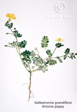 Kallstroemia grandiflora