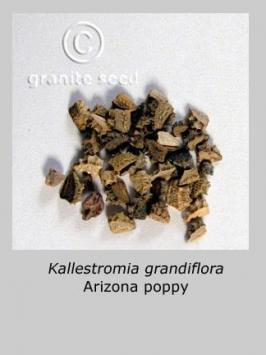 kallstroemia  grandiflora  product gallery #3