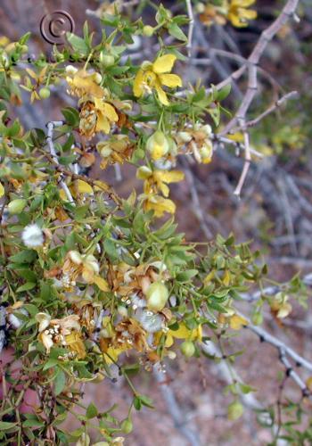 Larrea tridentata