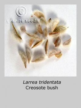 larrea  tridentata  product gallery #5