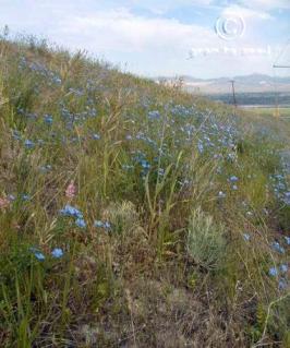 linum  lewisii  product gallery #2