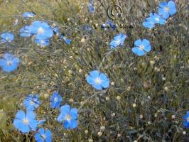 Linum lewisii