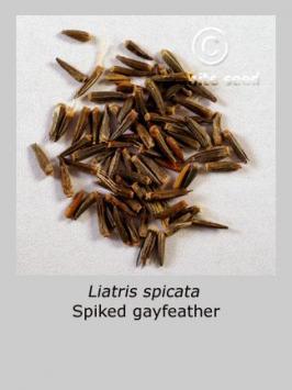 Liatris spicata