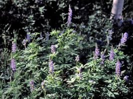 lupinus  argenteus ssp. rubricaulis  product gallery #1