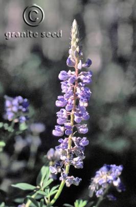 Lupinus argenteus ssp. rubricaulis