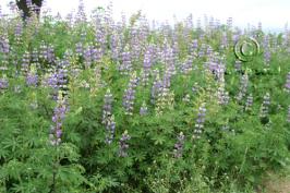 lupinus  argenteus ssp. rubricaulis  product gallery #3