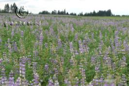 lupinus  argenteus ssp. rubricaulis  product gallery #4