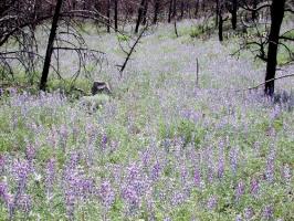 lupinus  argenteus ssp. rubricaulis  product gallery #5