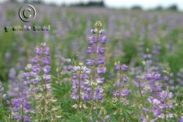 lupinus  argenteus ssp. rubricaulis  product gallery #6