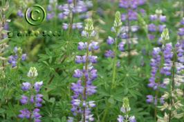 lupinus  argenteus ssp. rubricaulis  product gallery #7