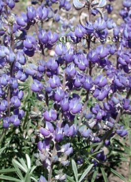 lupinus  argenteus ssp. rubricaulis  product gallery #8