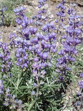 lupinus  argenteus ssp. rubricaulis  product gallery #11