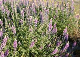 Lupinus arizonicus