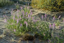 lupinus  arizonicus  product gallery #5