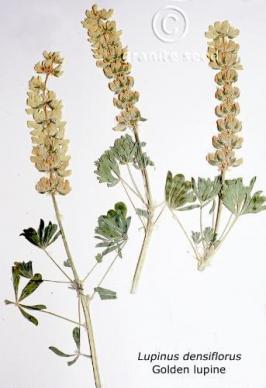 Lupinus densiflorus var. aureus