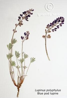 Lupinus polyphyllus