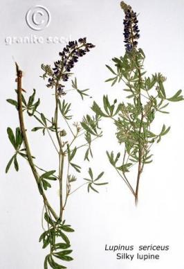 Lupinus sericeus