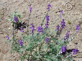 Lupinus sparsiflorus