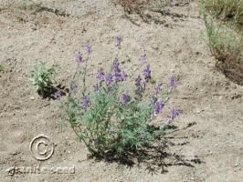 lupinus  sparsiflorus  product gallery #2