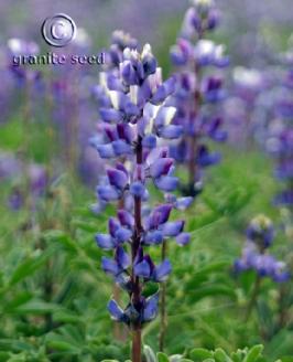 Lupinus succulentus