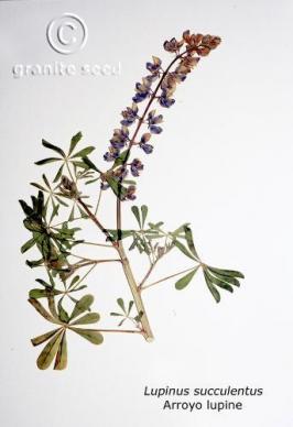 lupinus  succulentus  product gallery #3