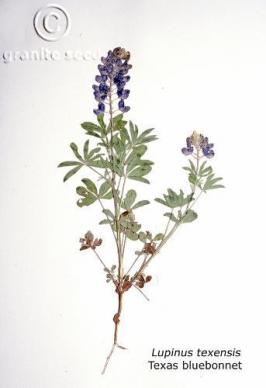 Lupinus texensis