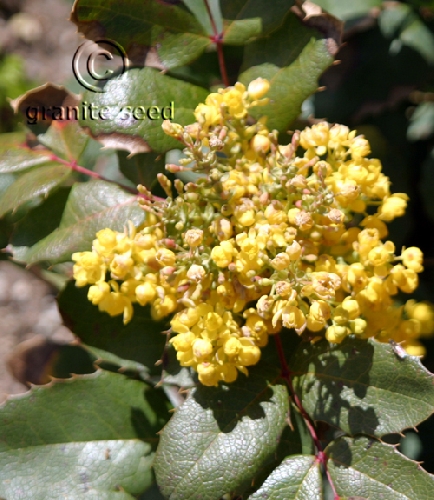 Mahonia repens