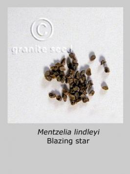 mentzelia  lindleyi  product gallery #2