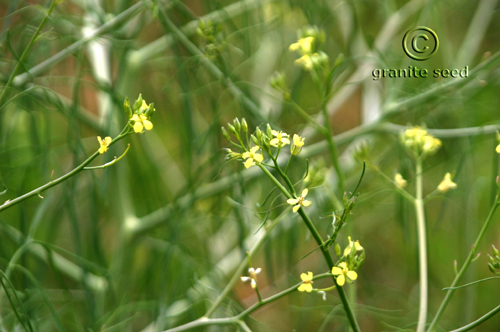 Melilotus officinalis