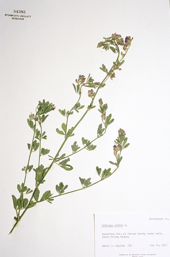 Medicago sativa