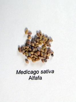 medicago  sativa  product gallery #2