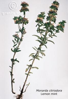 Monarda citriodora