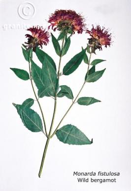 Monarda fistulosa