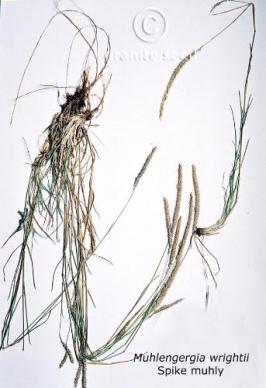 Muhlenbergia wrightii