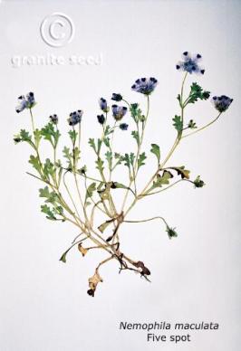 Nemophila maculata