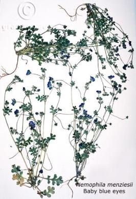 Nemophila menziesii