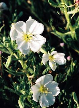 Oenothera pallida