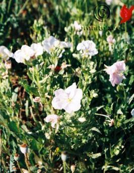 Oenothera speciosa